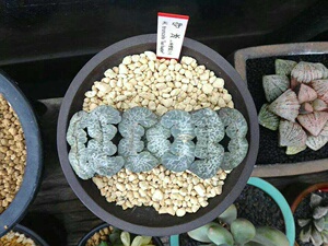 7cm守冰玉扇大颗一物一拍纹路明显带盆土发货高端经典品种十二卷