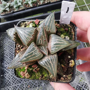 火之鸟芭堤雅火烈鸟品相佳一物一拍带盆发货大颗十二卷多肉植物寿