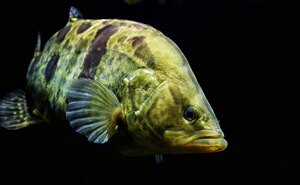 苗桂鱼苗红纹鳜淡水养殖原生观赏鱼冷水鱼肉食凶猛大型鱼0人付款24