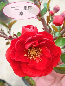 十二一重海棠花盆栽老桩树桩植物室内花卉日本海棠 实物 一物一拍