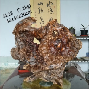 松树树瘤