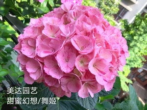 现货 绣球 舞姬 甜蜜幻想 日本进口新品 条纹绣球 花苗盆栽