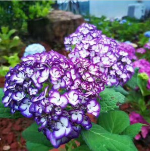 新品大花绣球花苗盆栽 美佳子 美加子 有1加仑中大苗很仙气的品种