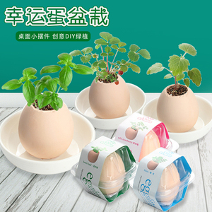 创意种植小盆栽幼儿园生日礼物幸运蛋植栽学生奖品仿真鸡蛋壳植物