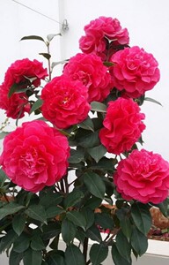 拉力皮特巨无霸西楚霸王名贵品种稀有品种茶花珍贵室外观赏性花卉