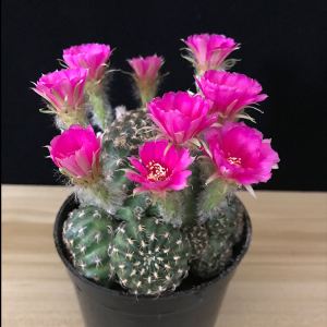 群生仙人球多头大阳春丸开花仙气多肉植物盆栽防辐射阳圣丸花卉