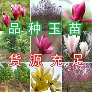 沙玉兰苗