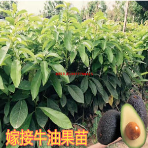 牛油果种植