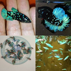 泰国斗鱼将军斗鱼暗黑星泰国斗鱼暗黑满天星泰斗碎星斗鱼苗