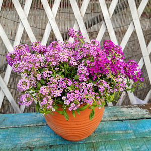 香雪球盆栽带花