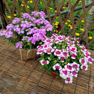 美女樱盆栽 庭院阳台室内绿植花卉 好看好养易爆盆带花苞带土发货