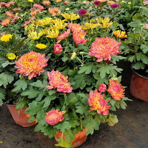 大花国菊九月菊盆栽龙爪菊花苗阳台庭院耐寒开花四季养多年生植物