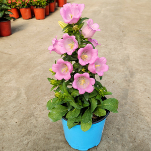 804人付款淘宝风铃花盆栽大花桔梗风铃草苗带花庭院