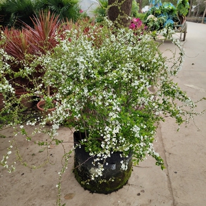 好养的花卉盆栽喷雪花耐热庭院阳台种植雪柳垂吊绿植物61人付款104