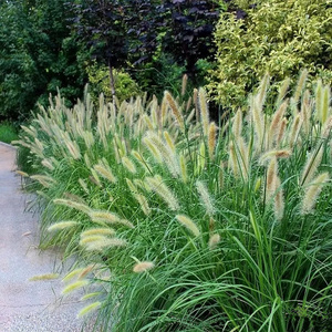 小兔子狼尾草盆栽小布尼狼尾草宿根植物耐寒热庭院园林花镜观赏草