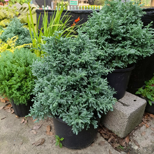 蓝湖柏蓝色波尔瓦盆栽花苗花柏树观叶庭院阳台圣诞树耐寒花镜植物