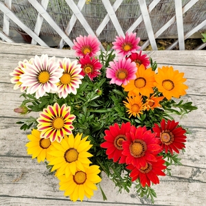 四季勋章菊花苗盆栽非洲太阳花室内阳台室外庭院花卉净化空气好养