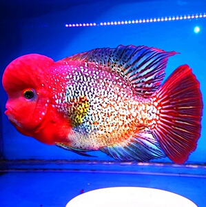 古典亚成 泰国古典罗汉鱼  泰古罗汉  古典金花罗汉鱼 泰国进口