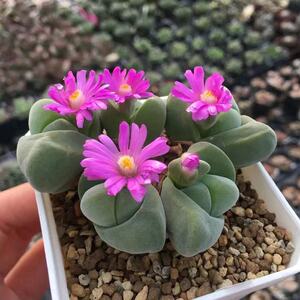 无比玉多肉植物群生多头番杏科肉锥肉肉办公室阳台花卉盆栽防辐射