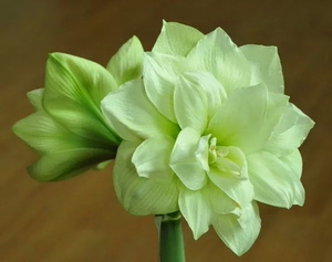 荷兰朱顶红绿色