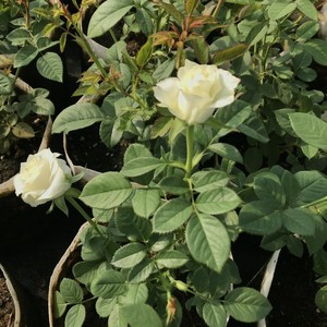 新品白巧克力月季玫瑰特大花苗切花盆栽四季灌木庭院阳台花卉植物