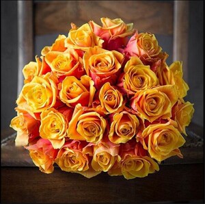 德国切花樱桃白兰地月季花苗庭院阳台盆栽橙色大花丰花玫瑰花卉