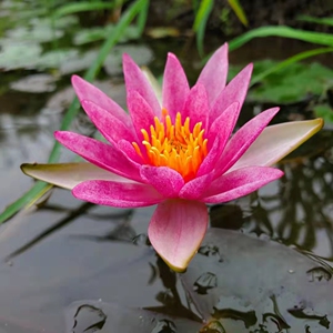 紫珍妮微型睡莲品种迷你睡莲花苗微型睡莲种块带芽发货丰花