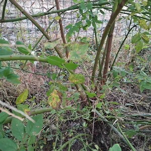 日本无刺蔷薇枝条月季花嫁接砧木苗爬藤蔷薇杆子独杆棒棒糖
