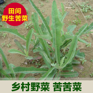 新鲜野菜 曲麻菜 苦荬菜 苦苦芽 野生苦苦菜 败酱草野菜食用
