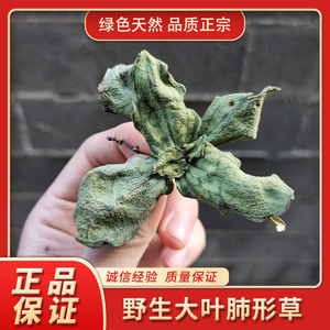 野生大叶 肺形草 铁交杯 蝴蝶草 金丝蝴蝶 肺型草 西瓜皮50克包邮