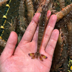 北京闪送鲜活小基围虾 九节虾鲜甜肉饱满竹节虾明虾 活斑节虾小虾