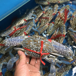 新品鲜活海南兰花蟹 4两多-5两/只 海蟹满肉公蟹海鲜水产北京闪送
