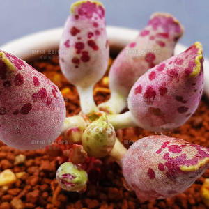 粉海豹水泡 花豹水泡多肉 叶片 叶插苗 进口水泡 正版 品种保证