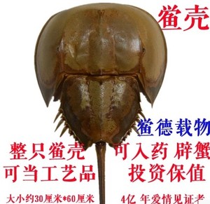 广东阳江特产 药用鲎壳 海洋生物标本中华鲎工艺品 海鲎壳 夫妻鱼