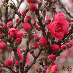 寿星桃树苗盆栽