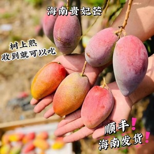 海南贵妃芒果树上熟当季三亚水果海南顺丰现摘发货收到就能吃礼盒