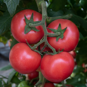 西红柿种子番茄种子大红西红柿种籽四季阳台盆栽庭院春季蔬菜种子