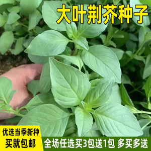 河南大叶荆芥种子盆栽薄荷四季菜种籽荆芥菜籽阳台庭院蔬菜种子孑