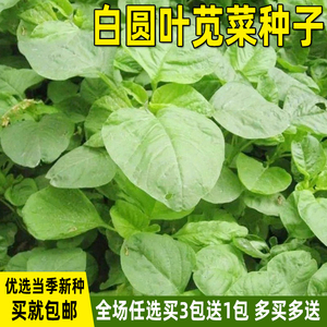 白圆叶苋菜种子青苋菜种籽盆栽菜籽种庭院阳台春秋四季蔬菜种子孑