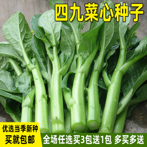 广东四九菜心种子四季菜苔青菜种籽春秋季盆栽菜籽庭院蔬菜种子孑