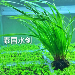 鱼缸后景水草 泰国水剑 无需co2 易养 入缸成景 适合懒人造景