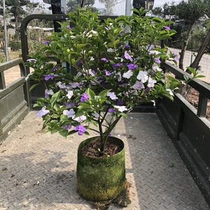 鸳鸯双色茉莉老桩盆栽阳台客厅庭院盆景浓香型植物四季开花易种活