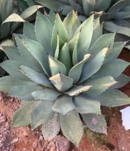 龙舌兰 虚空藏高级灰 圆叶福克斯 沙漠景观植物 多肉植物 一物一
