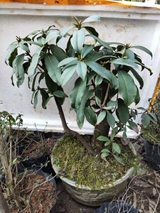 高山紫花鹿角杜鹃花盆景大颗老桩熟桩绿植室内庭院盆栽常青包邮