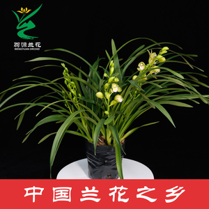 兰花苗香兰带花苞杂交兰绿植物四季书房室内香兰盆栽春冬开花浓香