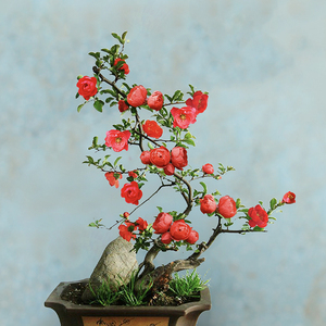 龙游海棠老桩盆景植物花卉 长寿冠海棠盆栽花苗庭院四季易活