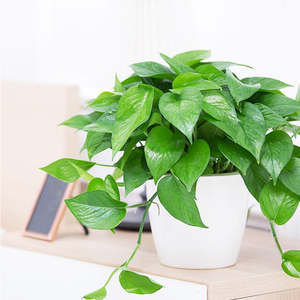 绿萝盆栽室内办公室桌面水培植物客厅爬藤水养绿植