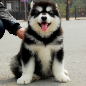 00tb2053099902淘宝纯种阿拉斯加犬幼犬巨型灰桃红棕阿拉斯加雪橇犬