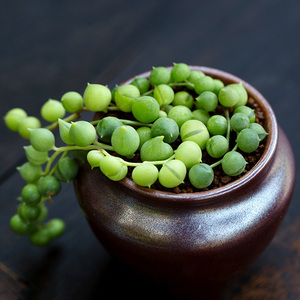情人泪佛珠多肉 植物 喜阴 不能暴晒