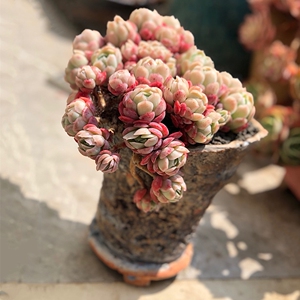 a659465115淘宝淘多肉 奶油贝瑞群生老桩果冻月影系新品进口多肉